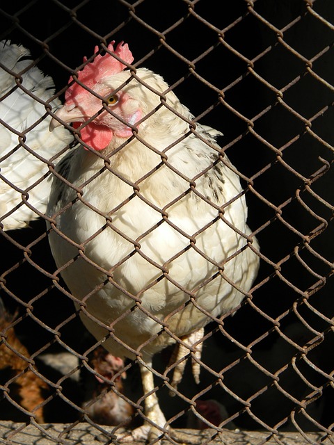 前曼联球员 前曼联球员